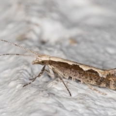 Plutella xylostella (Diamondback Moth) at Melba, ACT - 17 Mar 2022 by kasiaaus