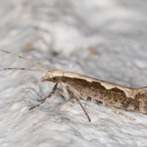 Plutella xylostella at Melba, ACT - 17 Mar 2022 09:41 PM