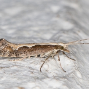 Plutella xylostella at Melba, ACT - 17 Mar 2022 09:41 PM