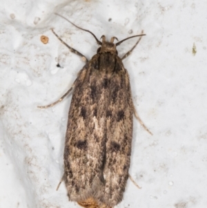 Hofmannophila pseudospretella at Melba, ACT - 18 Mar 2022