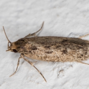 Hofmannophila pseudospretella at Melba, ACT - 18 Mar 2022