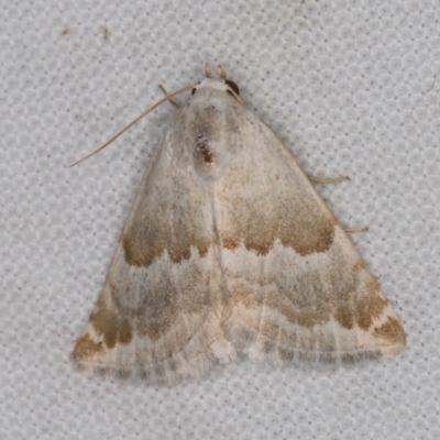Eublemma amoena (Crown Moth) at Melba, ACT - 20 Mar 2022 by kasiaaus