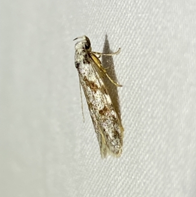 Oxythecta hieroglyphica (A scat moth) at QPRC LGA - 24 Apr 2022 by Steve_Bok