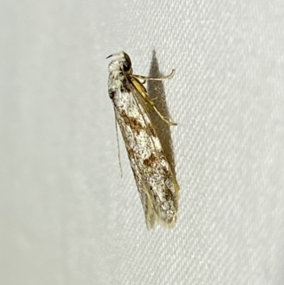 Oxythecta hieroglyphica (A scat moth) at Jerrabomberra, NSW - 24 Apr 2022 by SteveBorkowskis