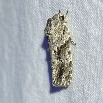 Agriophara confertella (A Flat-bodied moth (Depressidae) at Jerrabomberra, NSW - 24 Apr 2022 by SteveBorkowskis