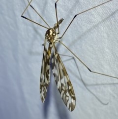 Ischnotoma (Ischnotoma) eburnea (A Crane Fly) at QPRC LGA - 24 Apr 2022 by Steve_Bok