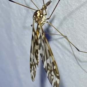 Ischnotoma (Ischnotoma) eburnea at Jerrabomberra, NSW - 24 Apr 2022