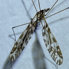 Ischnotoma (Ischnotoma) eburnea at Jerrabomberra, NSW - suppressed