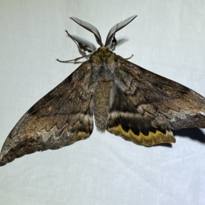Chelepteryx collesi (White-stemmed Gum Moth) at QPRC LGA - 24 Apr 2022 by Steve_Bok