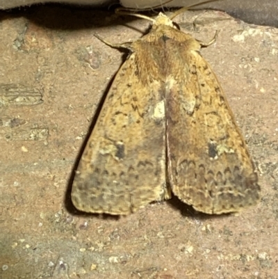 Diarsia intermixta (Chevron Cutworm, Orange Peel Moth.) at Jerrabomberra, NSW - 24 Apr 2022 by Steve_Bok