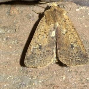 Diarsia intermixta at Jerrabomberra, NSW - 25 Apr 2022