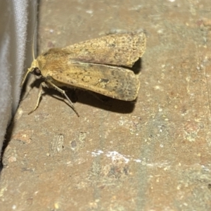 Diarsia intermixta at Jerrabomberra, NSW - 25 Apr 2022