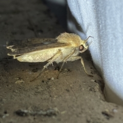 Diarsia intermixta at Jerrabomberra, NSW - 25 Apr 2022