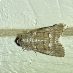 Stibaroma undescribed species (A Line-moth) at Jerrabomberra, NSW - 25 Apr 2022 by SteveBorkowskis
