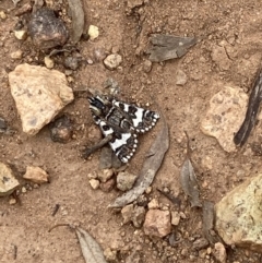 Apina callisto (Pasture Day Moth) at Pearce, ACT - 22 Apr 2022 by George