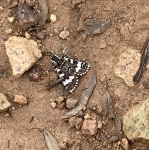 Apina callisto at Pearce, ACT - 22 Apr 2022