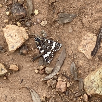 Apina callisto (Pasture Day Moth) at Mount Taylor - 22 Apr 2022 by George