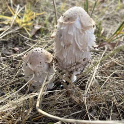 Coprinus comatus (Shaggy Ink Cap) at Latham, ACT - 24 Apr 2022 by JaneLatham