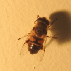 Eristalis tenax (Drone fly) at Conder, ACT - 1 Jan 2022 by michaelb