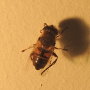 Eristalis tenax at Conder, ACT - 1 Jan 2022 10:29 PM