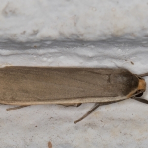 Palaeosia undescribed species at Melba, ACT - 18 Mar 2022 12:29 AM