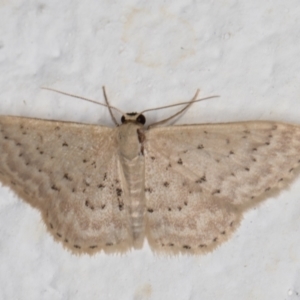 Idaea philocosma at Melba, ACT - 18 Mar 2022 12:30 AM