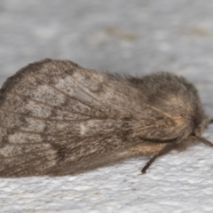 Pernattia pusilla (She-Oak Moth) at Melba, ACT - 18 Mar 2022 by kasiaaus