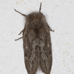 Pernattia pusilla at Melba, ACT - 18 Mar 2022