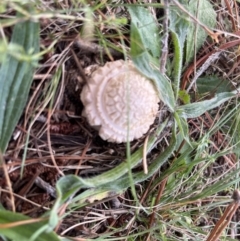 Coprinus comatus at Latham, ACT - 25 Apr 2022 by JaneLatham