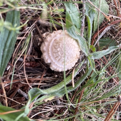 Coprinus comatus at Latham, ACT - 25 Apr 2022 by JaneLatham