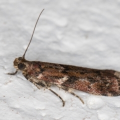 Ephestiopsis oenobarella (a Phycitine moth) at Melba, ACT - 18 Mar 2022 by kasiaaus