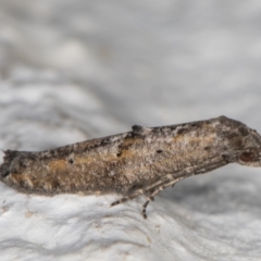 Gnathifera eurybias (A Fringe-tufted Moth) at Melba, ACT - 18 Mar 2022 by kasiaaus