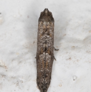 Gnathifera eurybias at Melba, ACT - 18 Mar 2022 11:39 PM