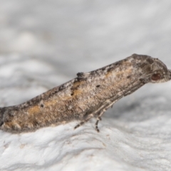 Gnathifera eurybias at Melba, ACT - 18 Mar 2022 11:39 PM