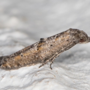 Gnathifera eurybias at Melba, ACT - 18 Mar 2022