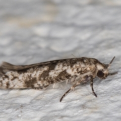 Unidentified Curved-horn moth (all Gelechioidea except Oecophoridae) (TBC) at Melba, ACT - 18 Mar 2022 by kasiaaus