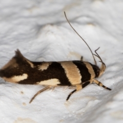 Macrobathra desmotoma ( A Cosmet moth) at Melba, ACT - 18 Mar 2022 by kasiaaus