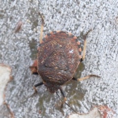 Dictyotus caenosus (Brown Shield Bug) at Dryandra St Woodland - 23 Apr 2022 by ConBoekel