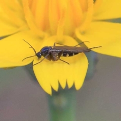 Sciaridae sp. (family) at O'Connor, ACT - 23 Apr 2022 by ConBoekel