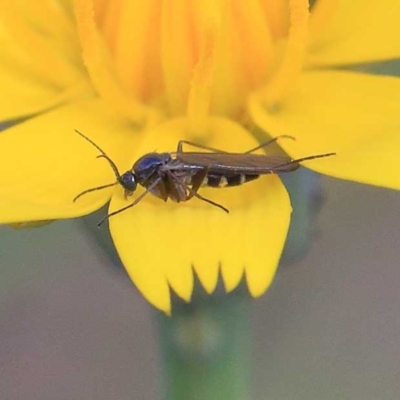 Unidentified Crane fly, midge, mosquito or gnat (several families) at O'Connor, ACT - 23 Apr 2022 by ConBoekel