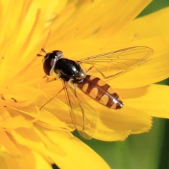 Melangyna viridiceps (Hover fly) at O'Connor, ACT - 23 Apr 2022 by ConBoekel