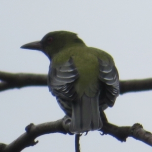 Oriolus sagittatus at Narrabundah, ACT - 25 Apr 2022 08:44 AM