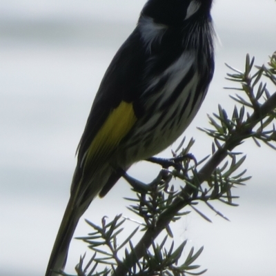 Phylidonyris novaehollandiae (New Holland Honeyeater) at Lake Ginninderra - 24 Apr 2022 by RobParnell