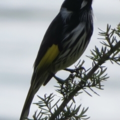 Phylidonyris novaehollandiae (New Holland Honeyeater) at Belconnen, ACT - 24 Apr 2022 by RobParnell