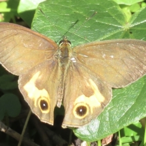 Hypocysta metirius at Moruya Heads, NSW - 17 Apr 2022