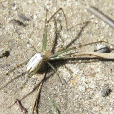 Leucauge dromedaria (Silver dromedary spider) at Moruya Heads, NSW - 17 Apr 2022 by RobParnell