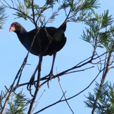 Porphyrio melanotus (Australasian Swamphen) at Moruya Heads, NSW - 18 Apr 2022 by RobParnell