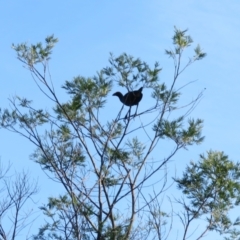 Porphyrio melanotus at Moruya Heads, NSW - 18 Apr 2022 08:21 AM