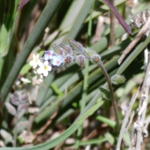 Myosotis discolor at Weetangera, ACT - 24 Oct 2021 02:31 PM