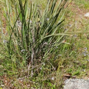 Myosotis discolor at Weetangera, ACT - 24 Oct 2021 02:31 PM